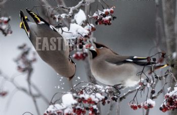 EA300964, Eastpress , Porvoo, Finland